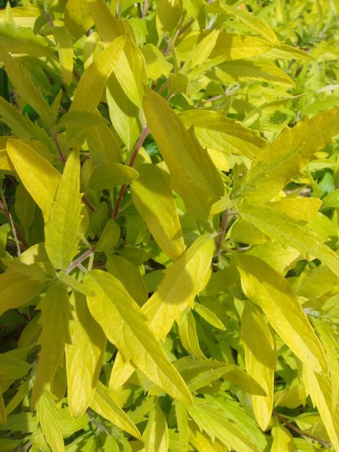 Caryopteris x clandonensis 'Worcester Gold'